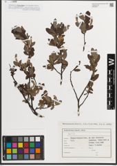 Foto von Salix L.